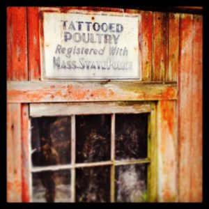 Sign that reads 'Tattooed Poultry, Registered with Mass.StatePolice'