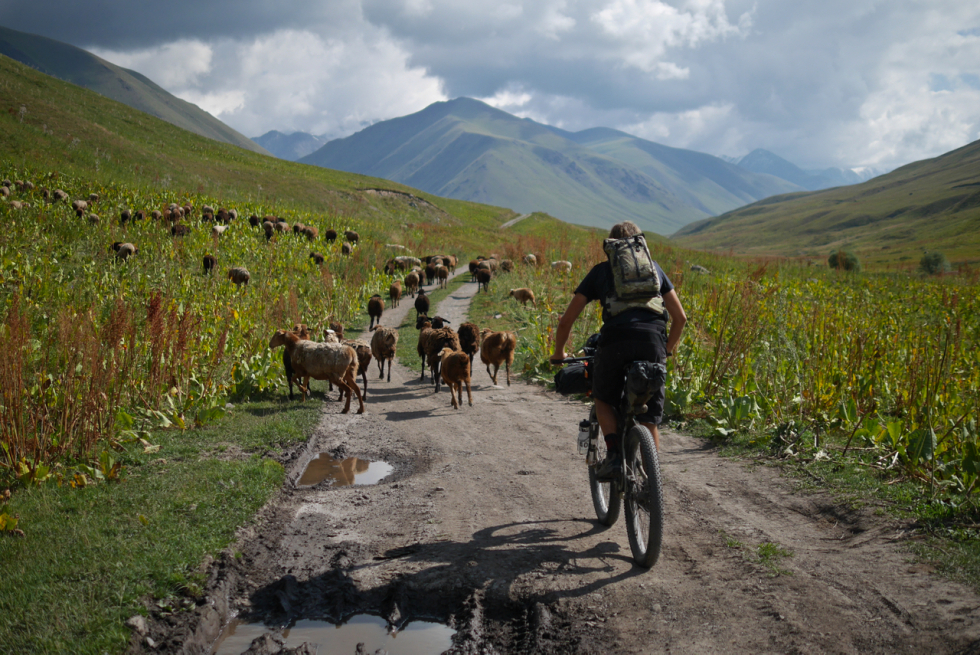 A cyclist on a dirt road leading to huge mountains is blocked by sheep