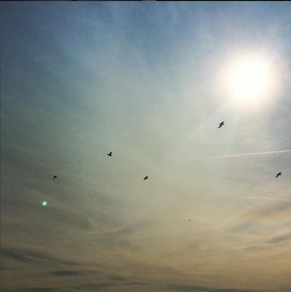 seagulls in a sunny sky