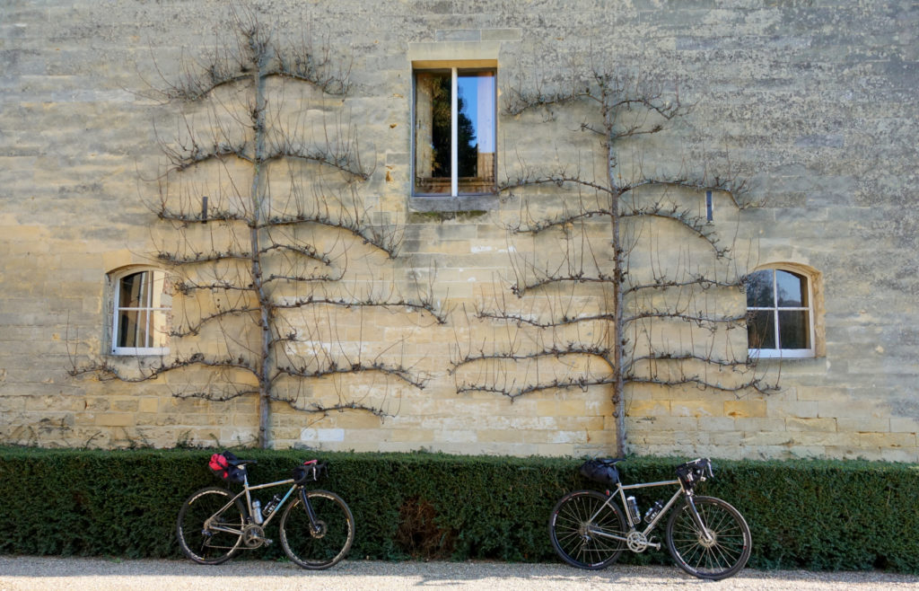 two bikes lean agains a wall with two vine-like trees attached to it