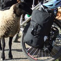 Matt and Suzi's titanium with more gear than ever attracts the attention of a sheep who peeks his head into one of the open bags